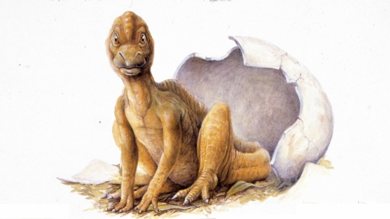 jajco-hishhnogo-dinozavra-vozrastom-70-mln-let-nashli-v-drevnem-gnezdove-v-argentine-09f42a0.jpg